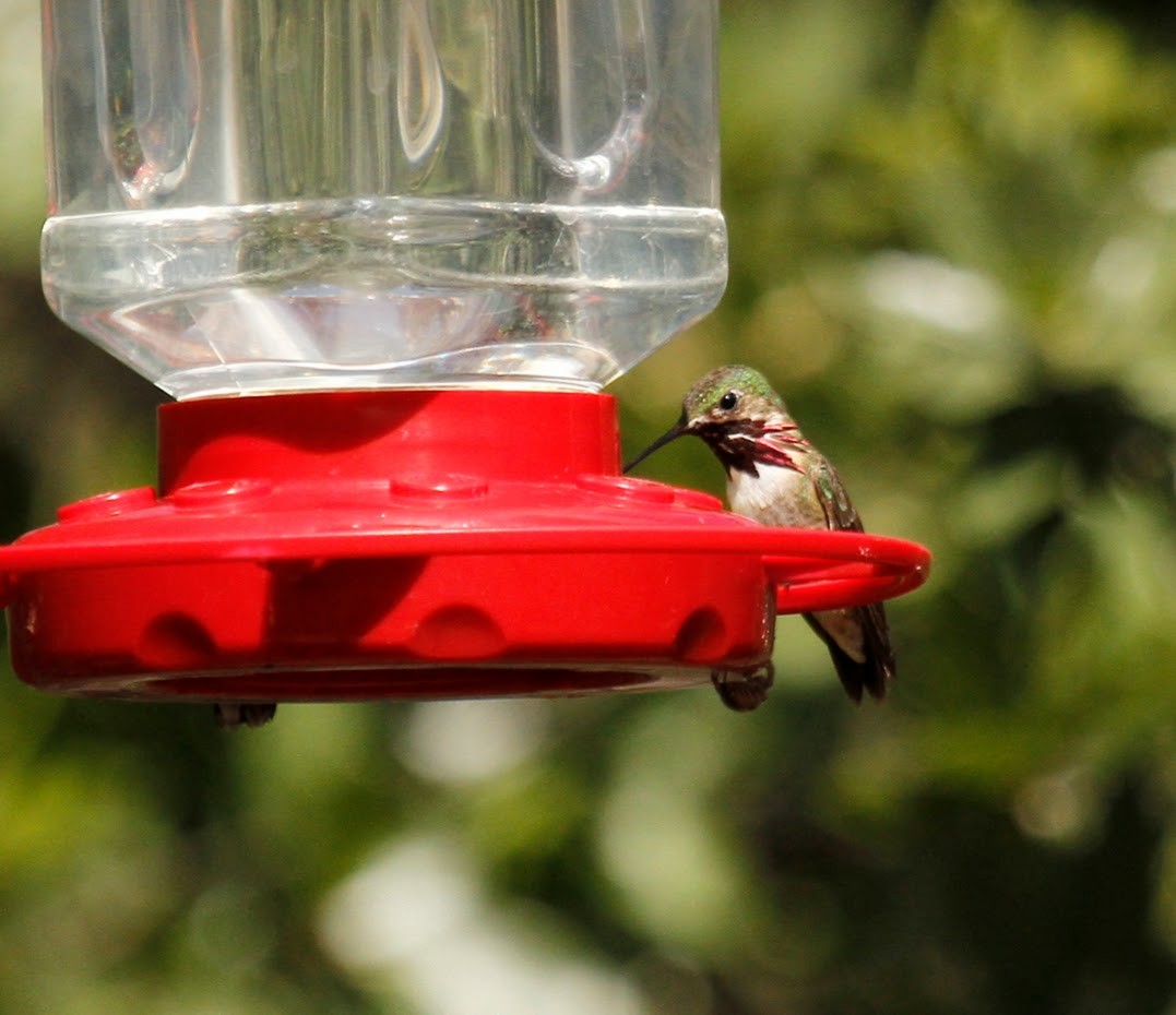 Calliope Hummingbird - ML623672284