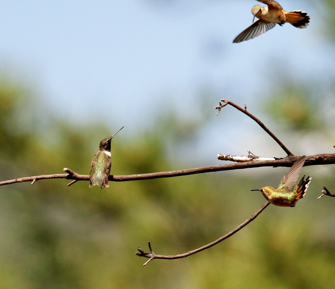 Black-chinned Hummingbird - ML623672296