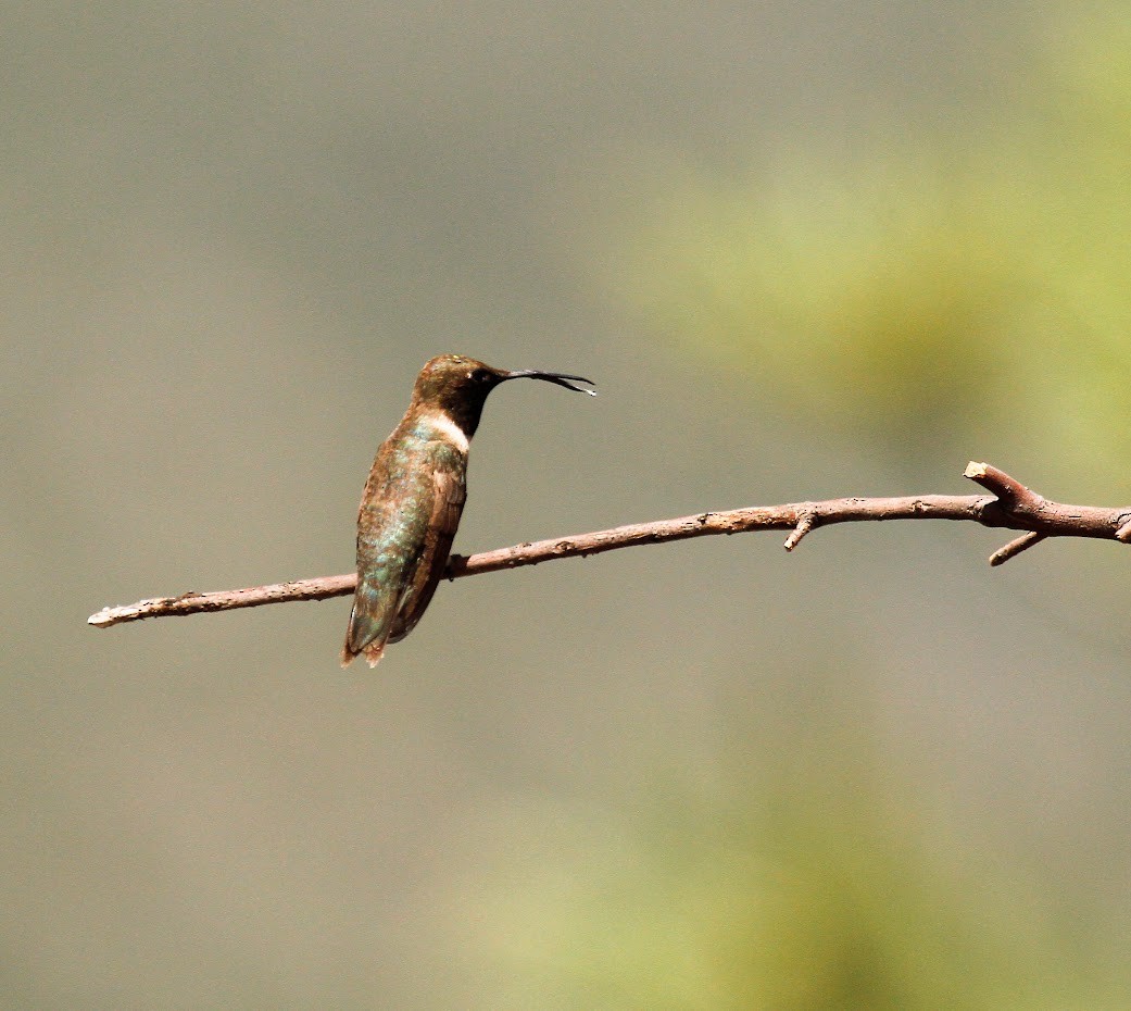 Black-chinned Hummingbird - ML623672297