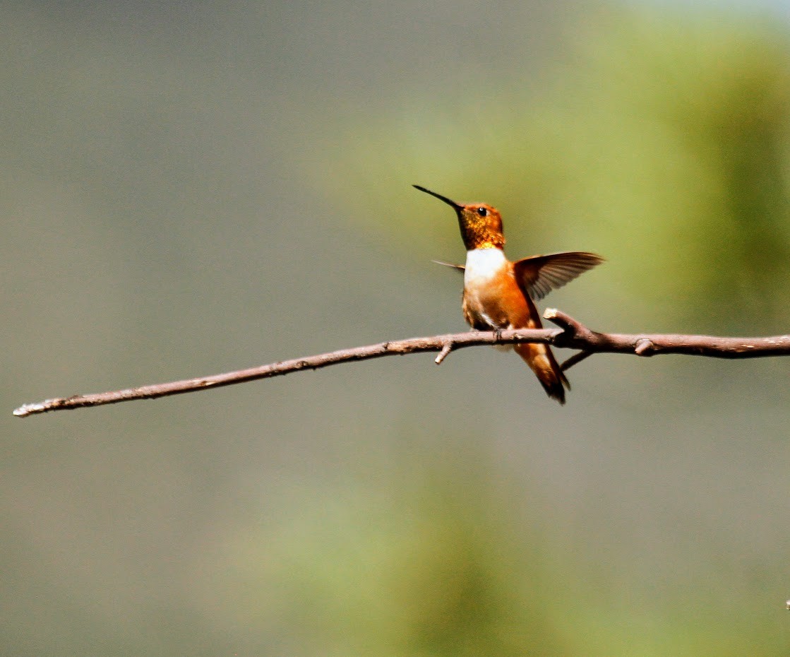 Rufous Hummingbird - ML623672303