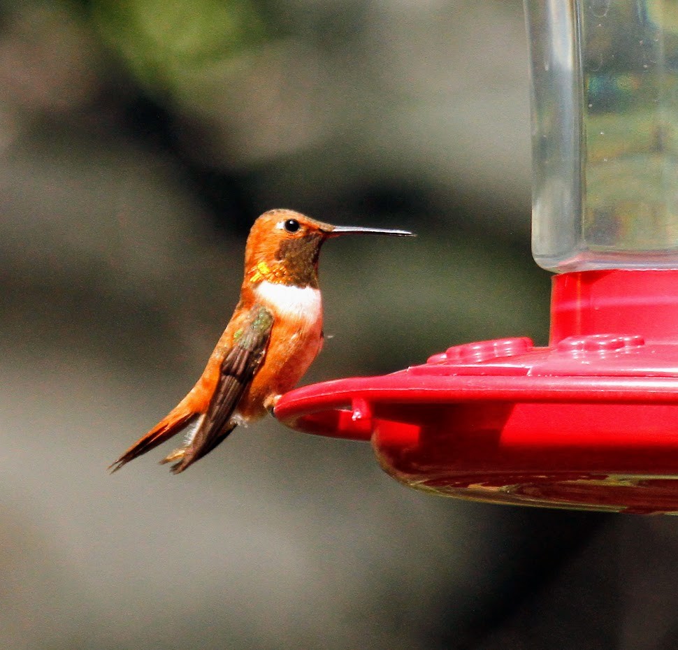 Rufous Hummingbird - ML623672304