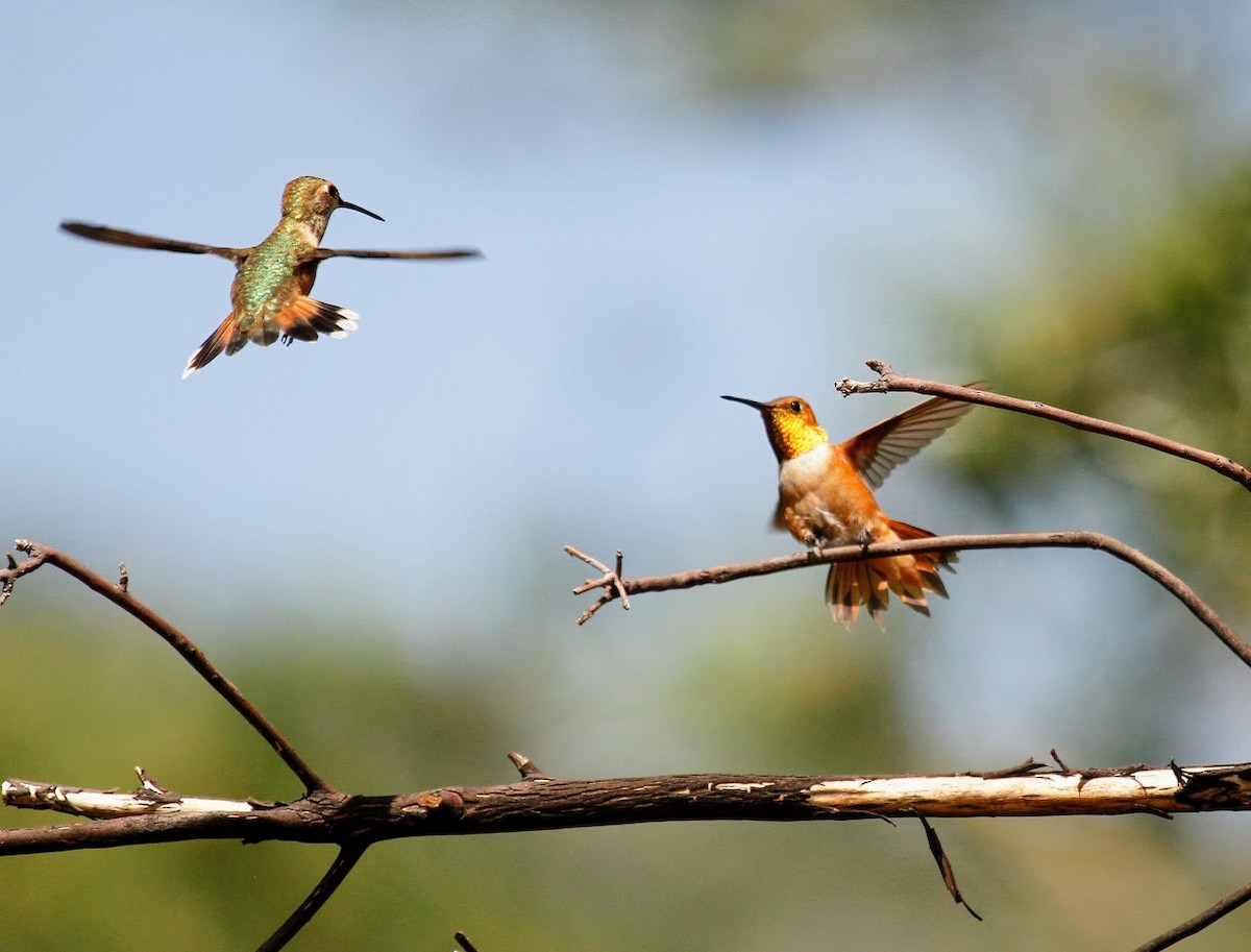 Rufous Hummingbird - ML623672305