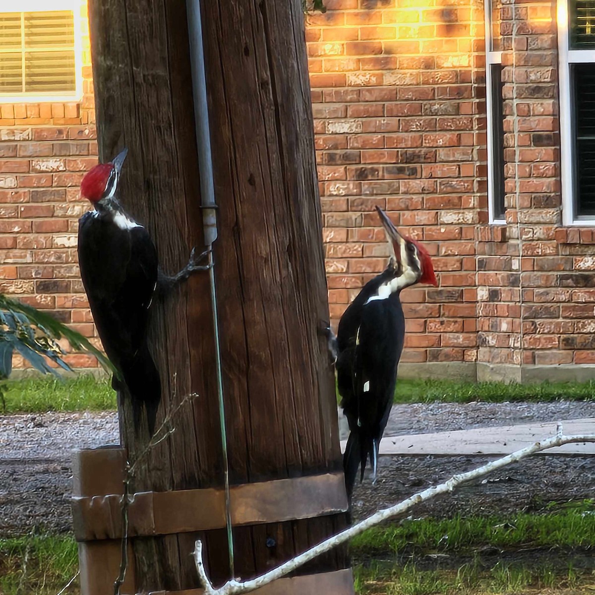 Pileated Woodpecker - ML623672339