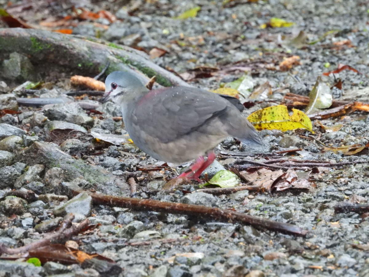 Purplish-backed Quail-Dove - ML623672356