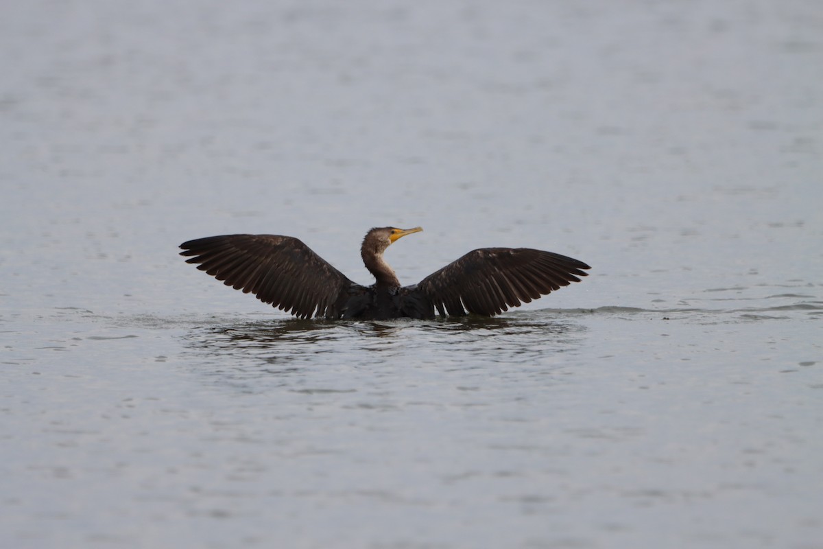 Double-crested Cormorant - ML623672395