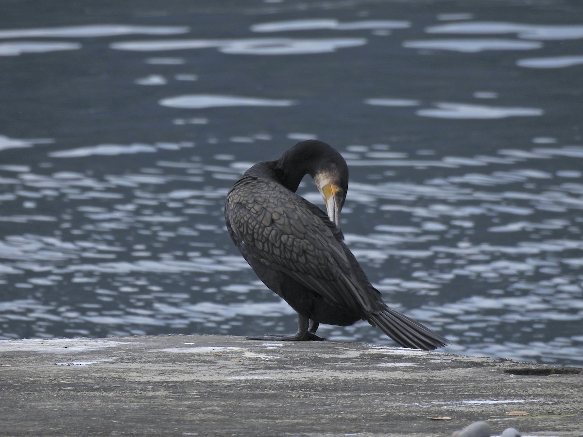 Great Cormorant - ML623672469