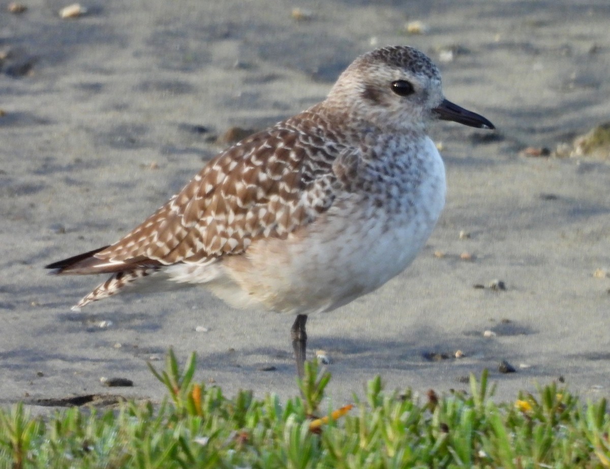 Black-bellied Plover - ML623672472