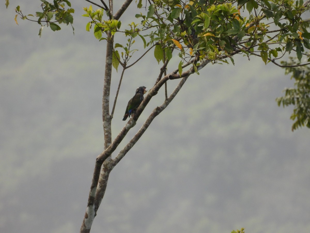 White-crowned Parrot - ML623672495