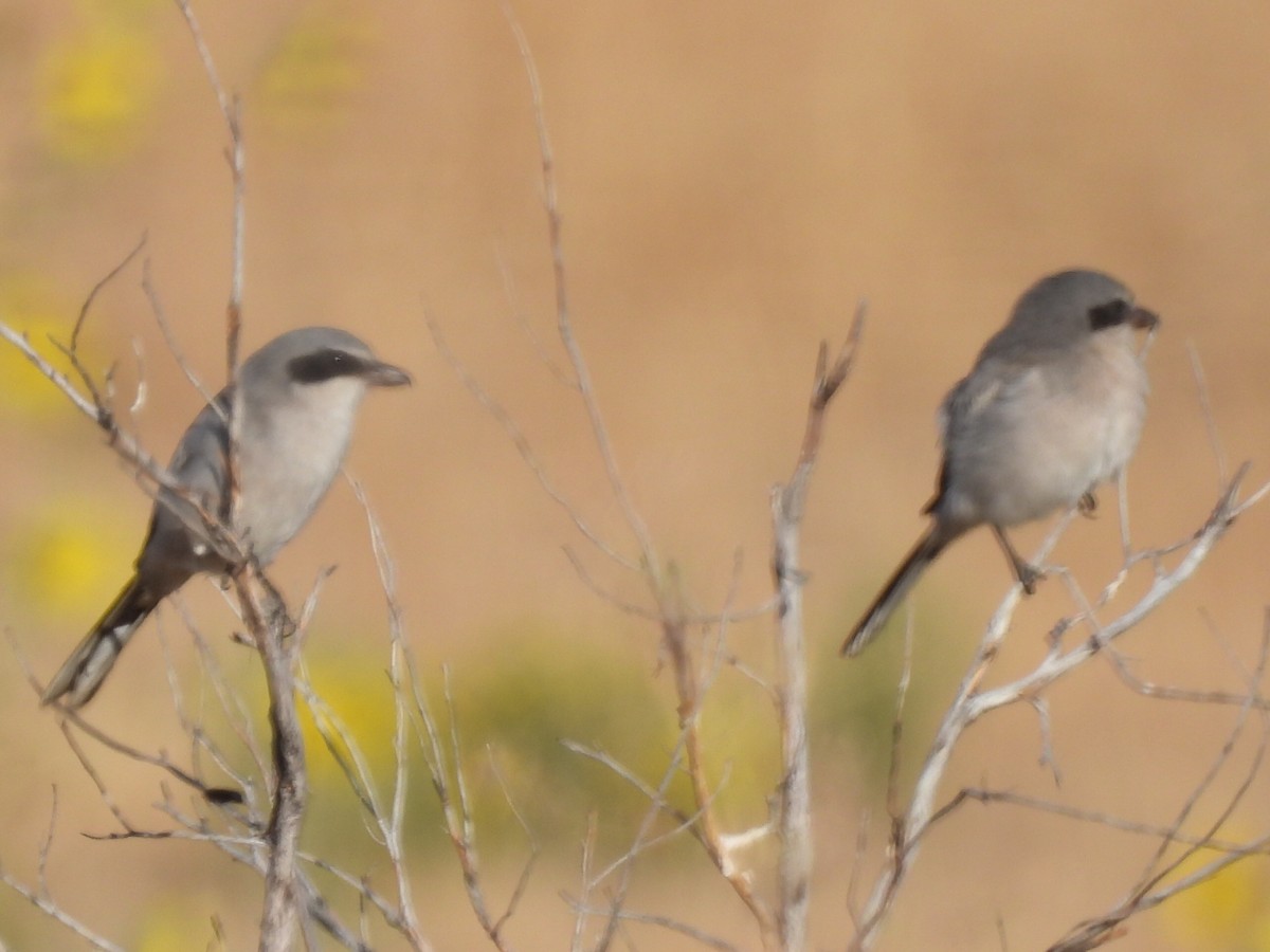 Loggerhead Shrike - ML623672545