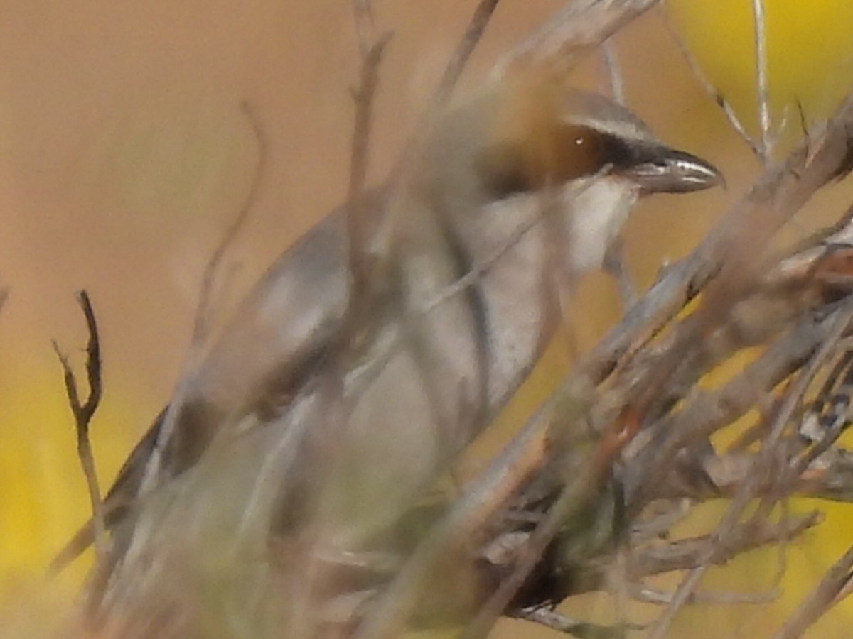 Loggerhead Shrike - ML623672546