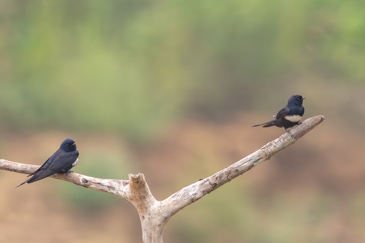 White-banded Swallow - ML623672547