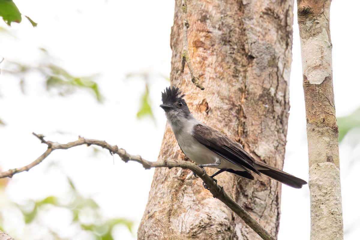 White-rumped Sirystes - Gustavo Dallaqua