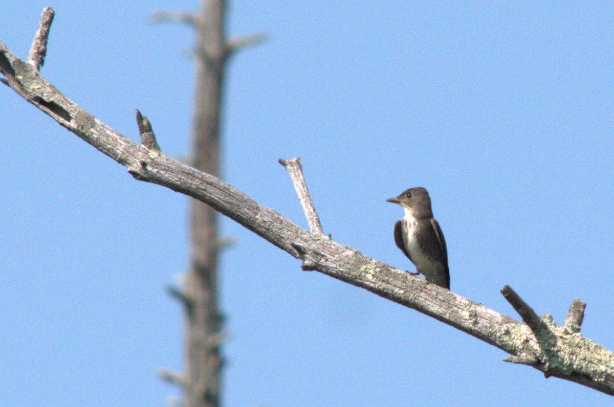 Olive-sided Flycatcher - ML623672593