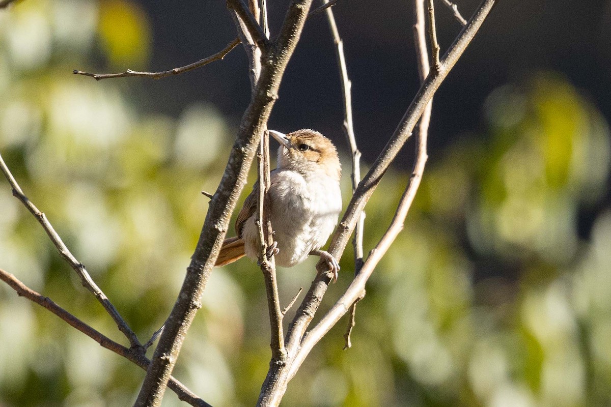 Streak-fronted Thornbird - ML623672617
