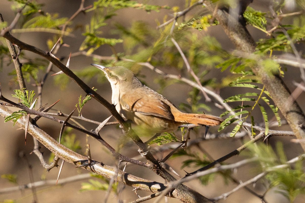 Streak-fronted Thornbird - ML623672618