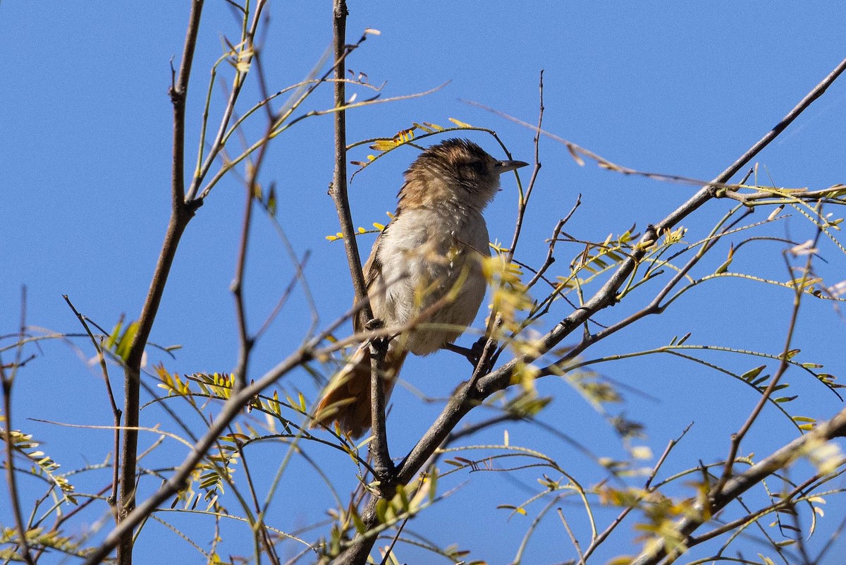 Streak-fronted Thornbird - ML623672619