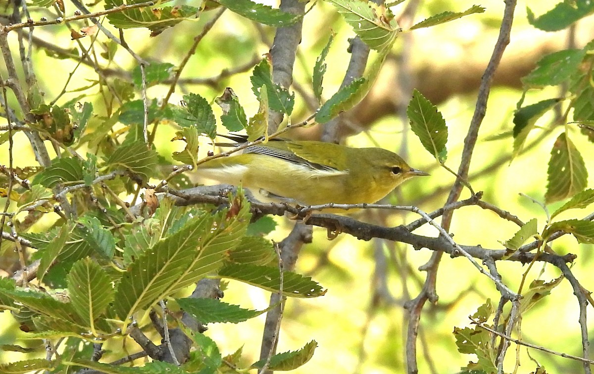 Tennessee Warbler - ML623672650