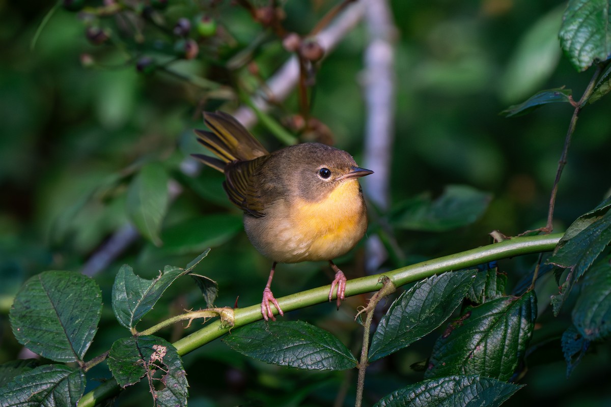 Common Yellowthroat - ML623672659