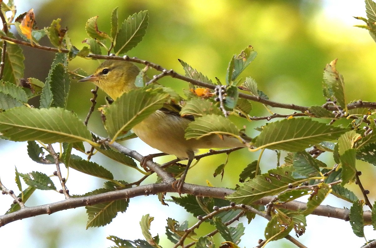 Tennessee Warbler - ML623672665