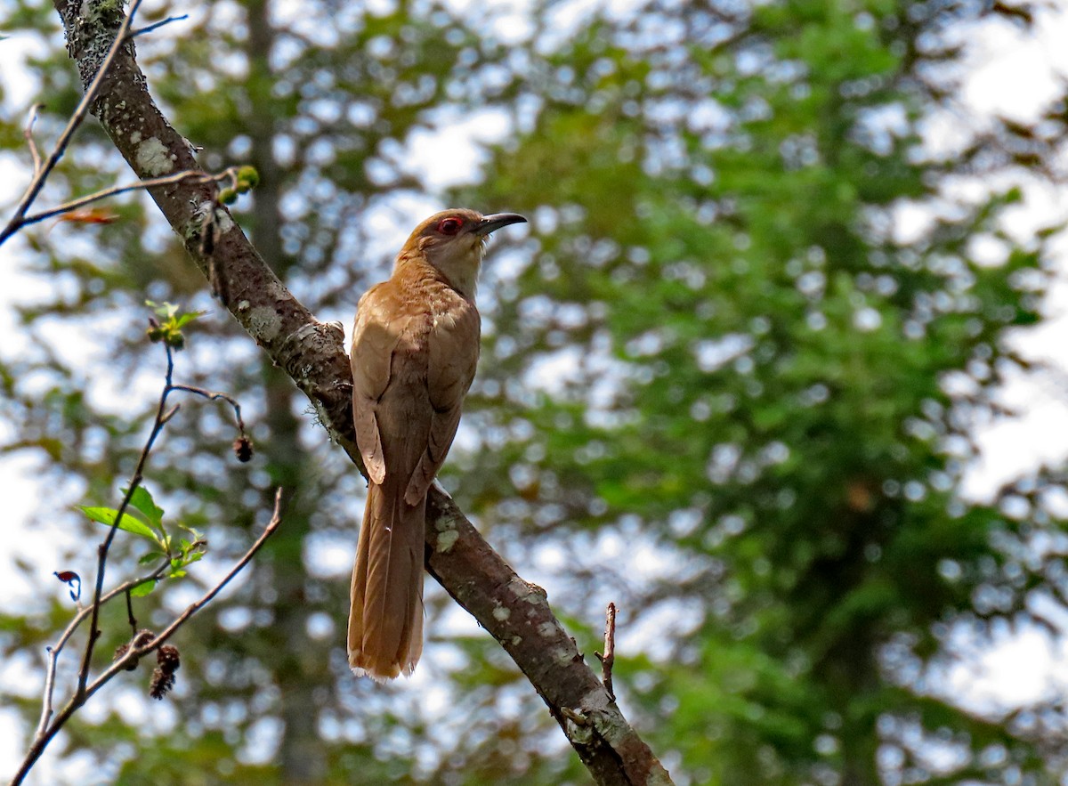 Black-billed Cuckoo - ML623672693