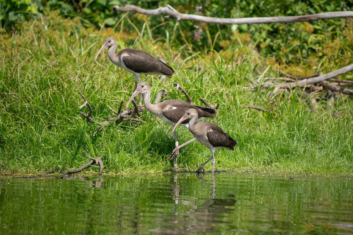 White Ibis - James Ancona