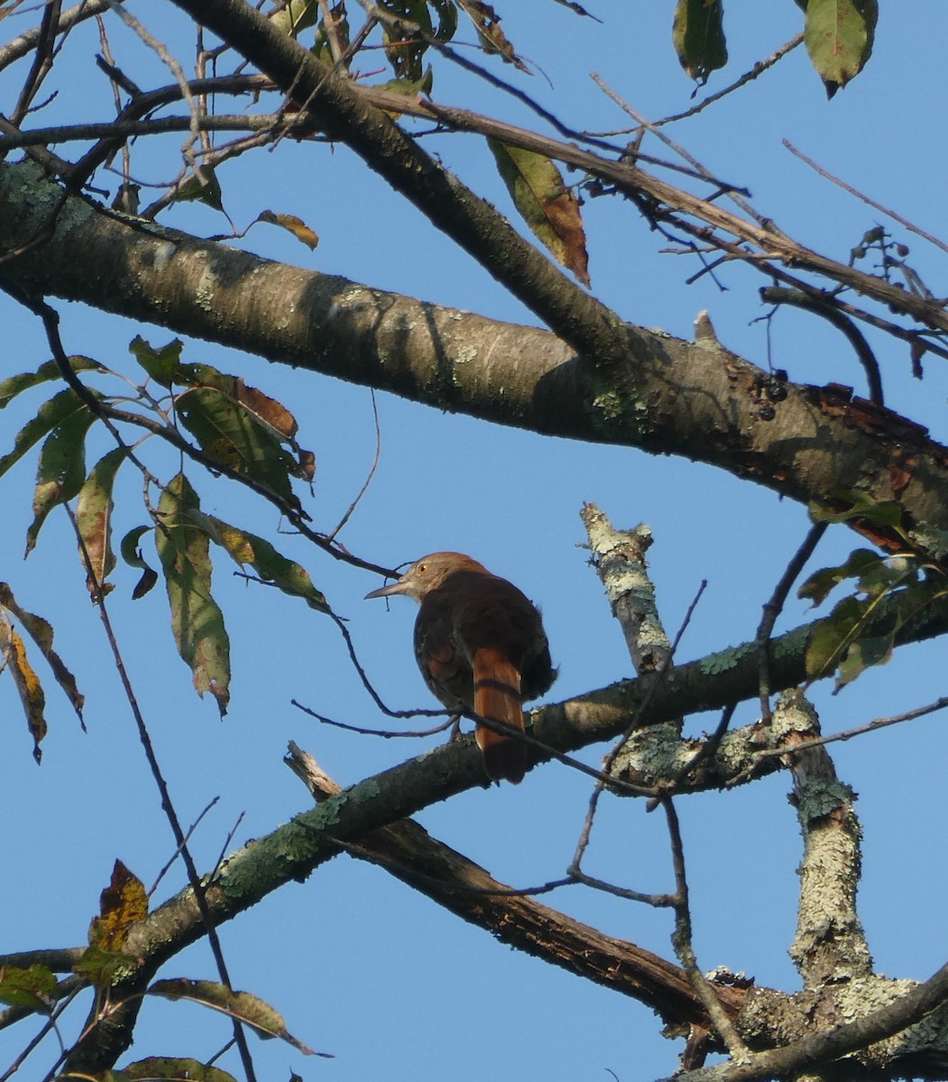 Brown Thrasher - ML623672738