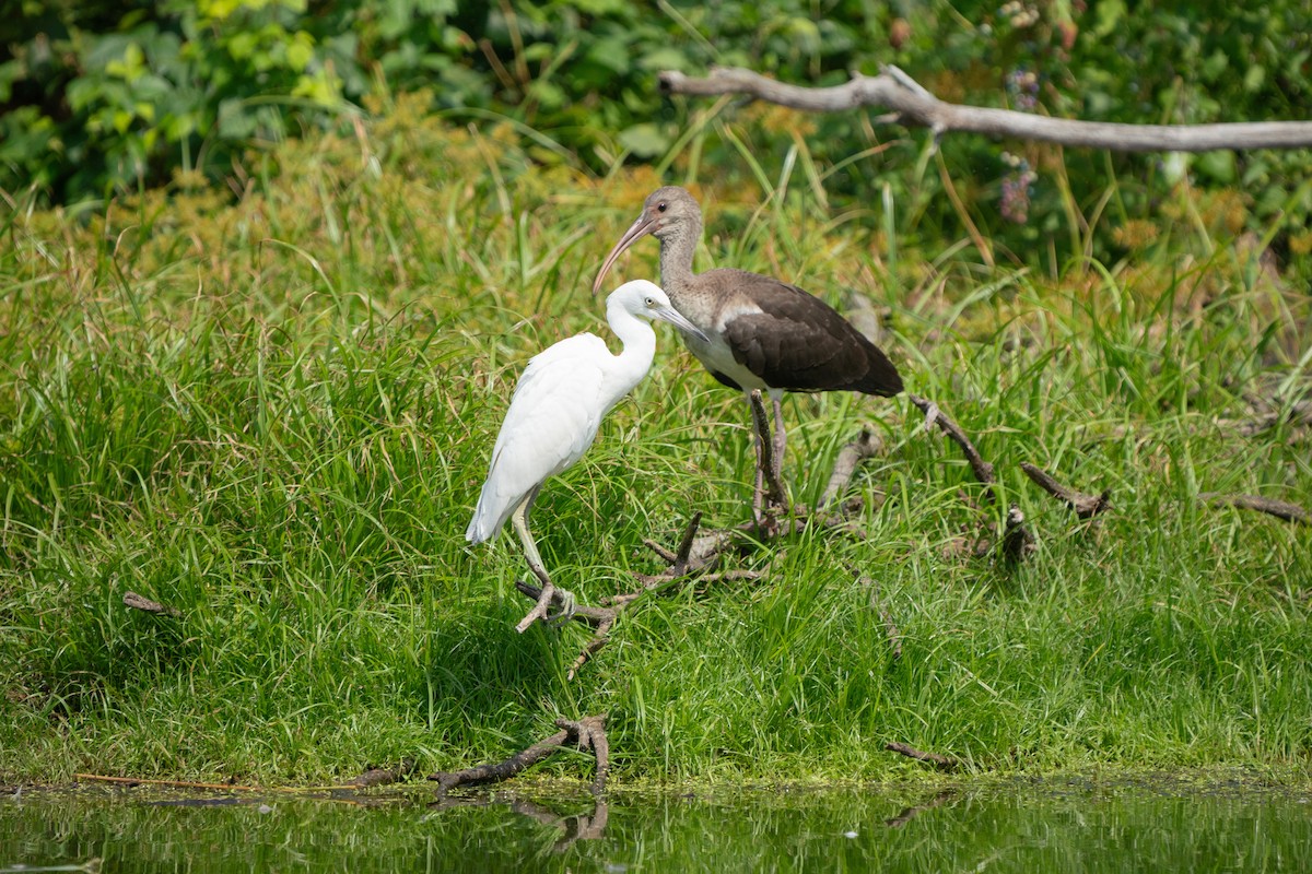 Little Blue Heron - ML623672743