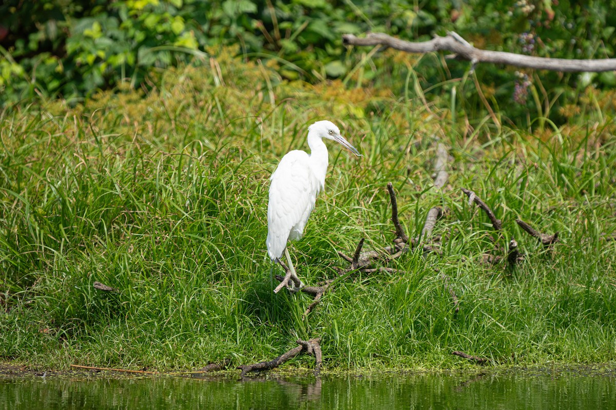 Little Blue Heron - ML623672744