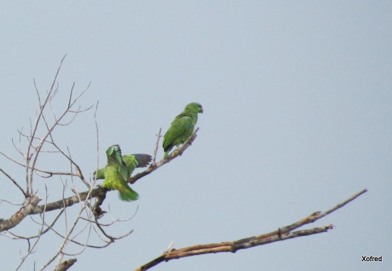 Festive Parrot - ML623672754