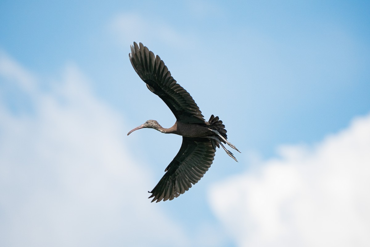 Glossy Ibis - ML623672766