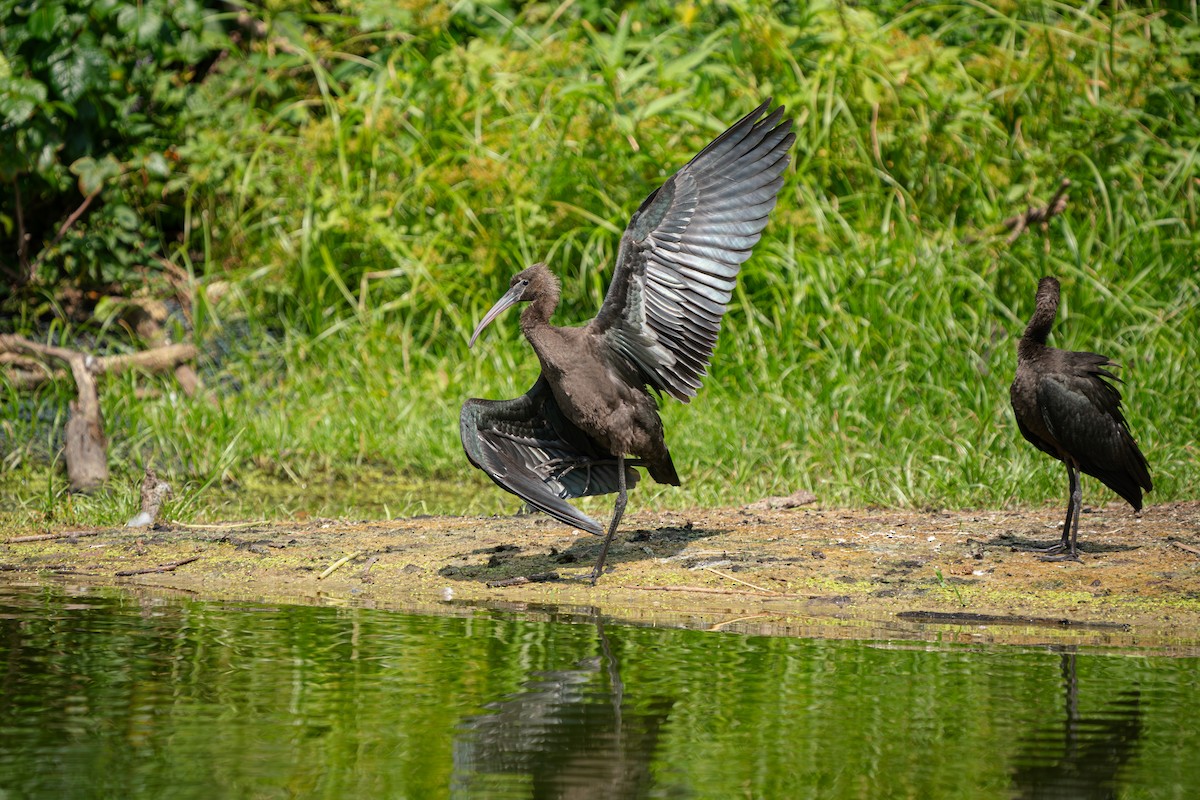 Glossy Ibis - ML623672767