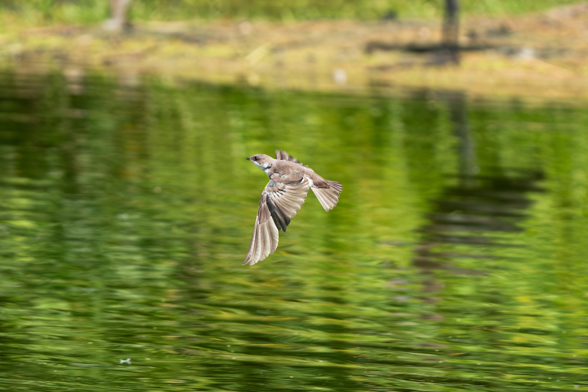 Tree Swallow - ML623672777