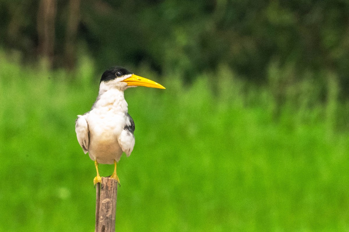 Yellow-billed Tern - ML623672781