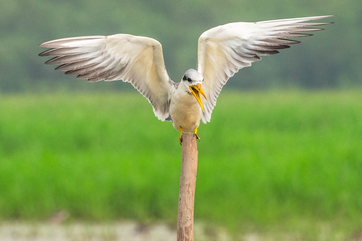 Yellow-billed Tern - ML623672782