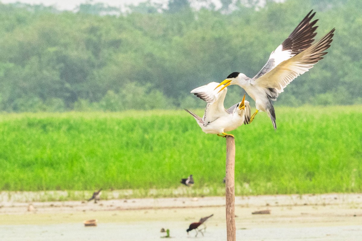 Yellow-billed Tern - ML623672783