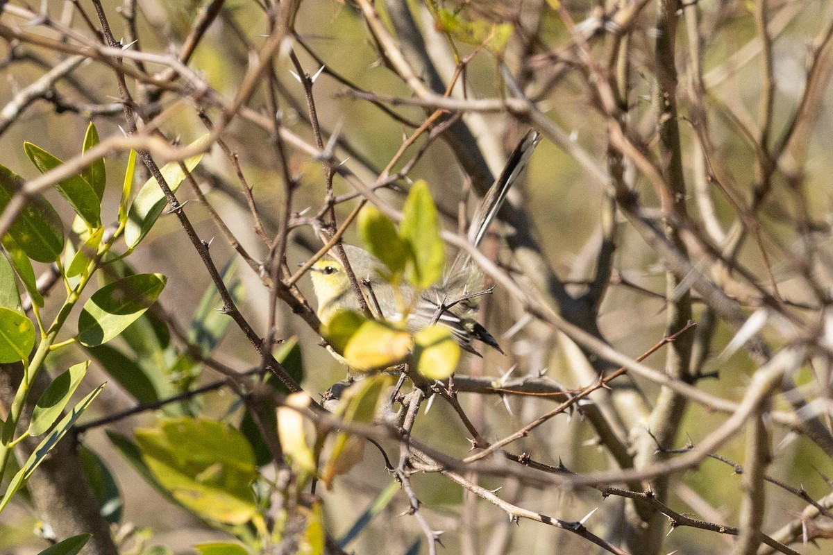 Greater Wagtail-Tyrant - ML623672832