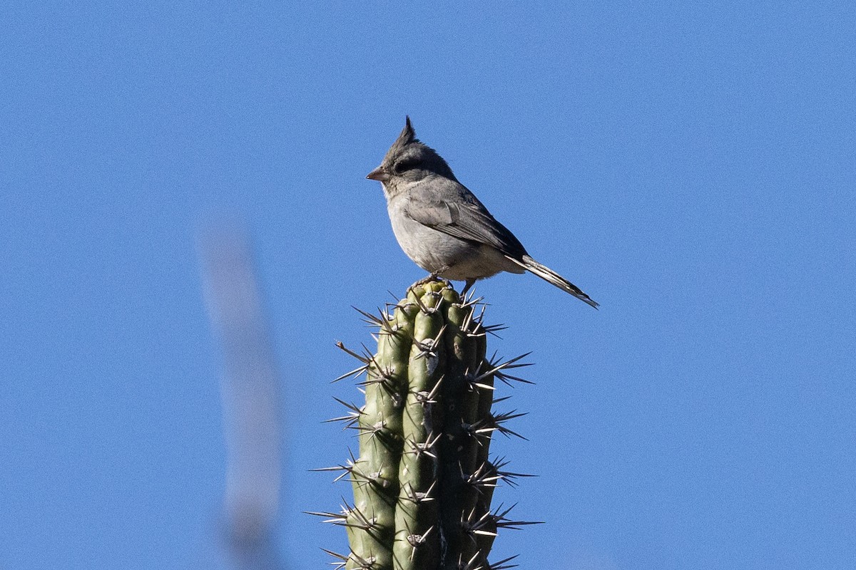 Gray-crested Finch - ML623672846