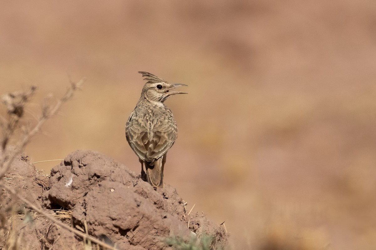 Crested Lark (Maghreb) - ML623672902