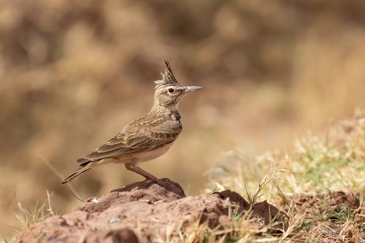 Crested Lark (Maghreb) - ML623672904