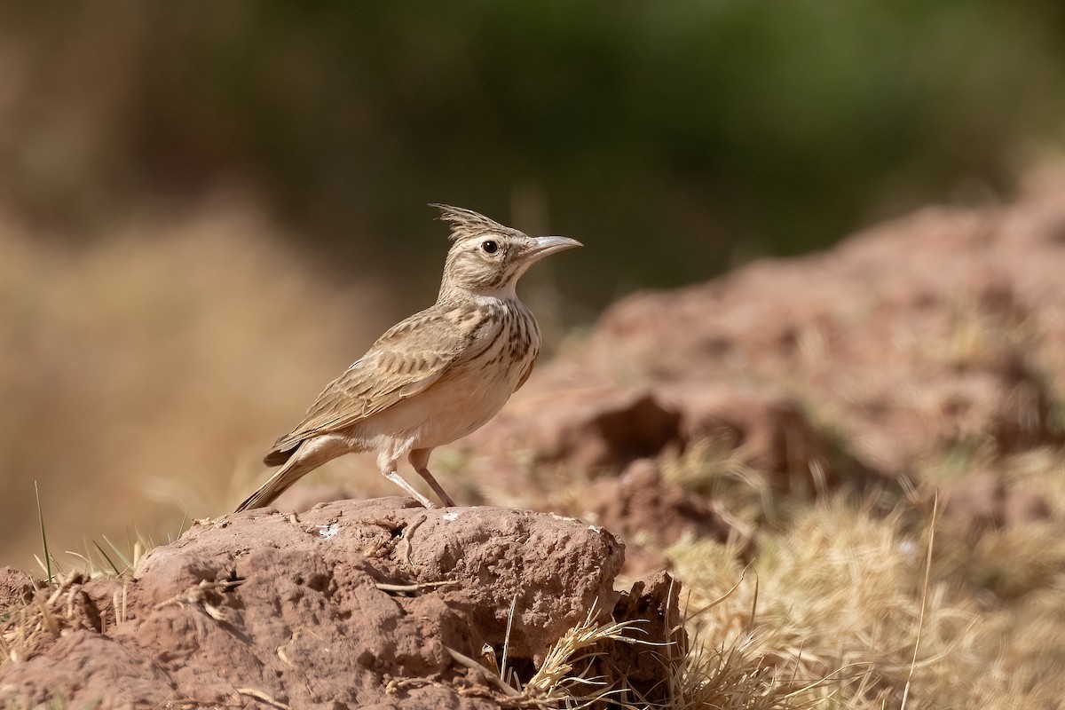 Crested Lark (Maghreb) - ML623672905