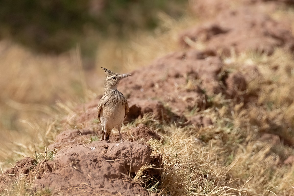 Crested Lark (Maghreb) - ML623672907