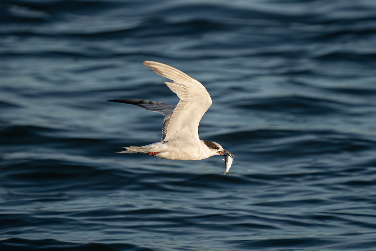 Common Tern - ML623672918