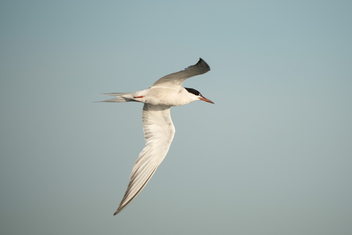 Common Tern - ML623672919