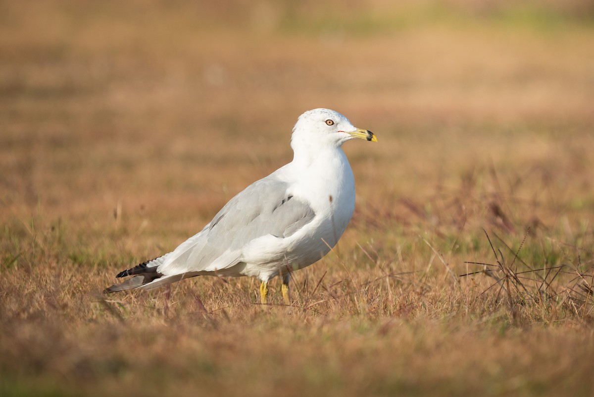 Ring-billed Gull - ML623672922