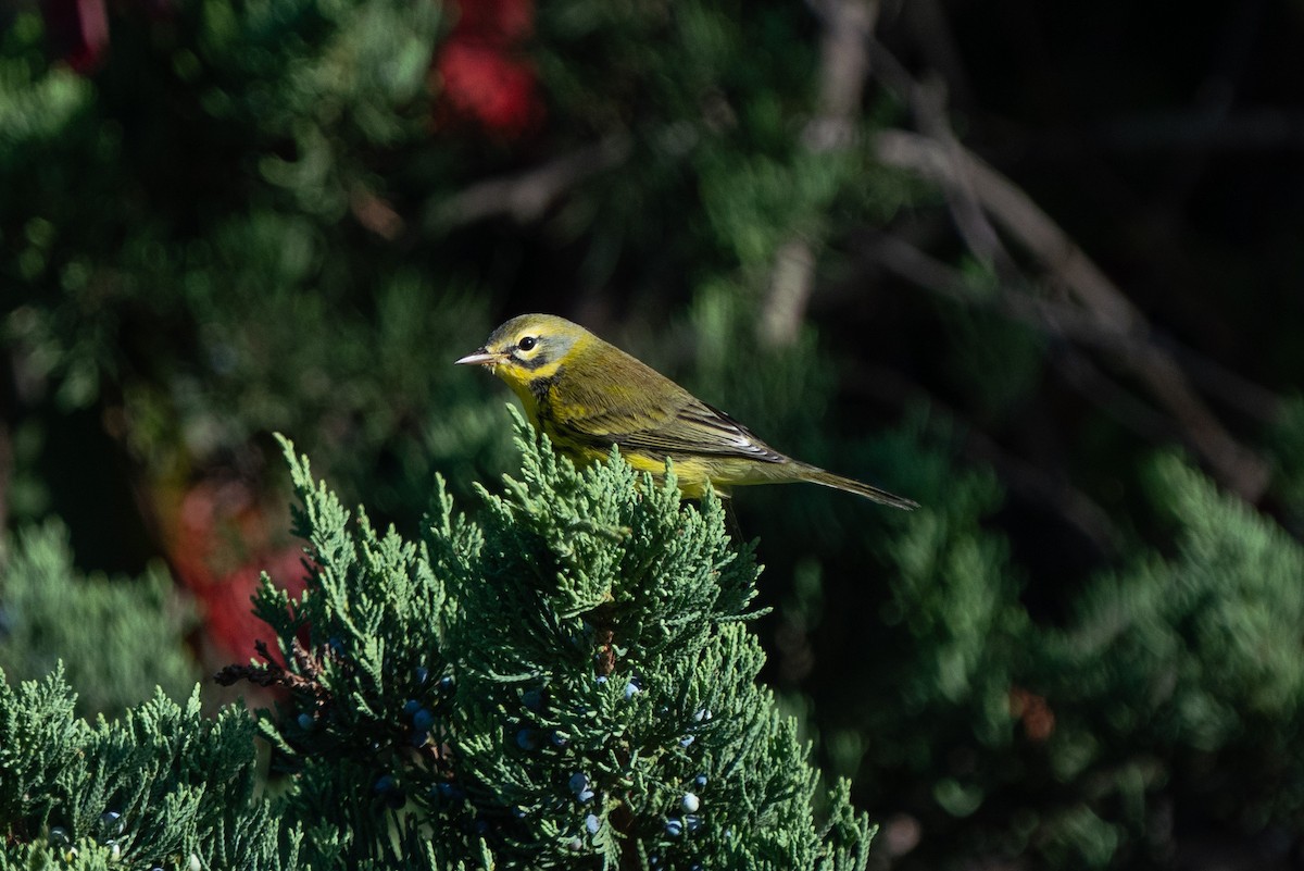 Prairie Warbler - ML623672937