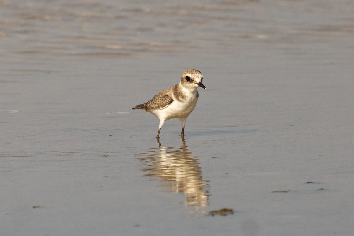 Kentish Plover - ML623672944