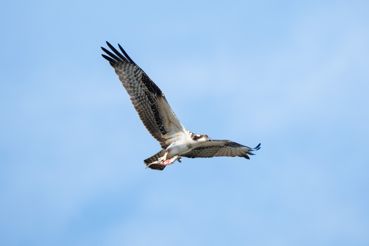 Osprey - ML623672947