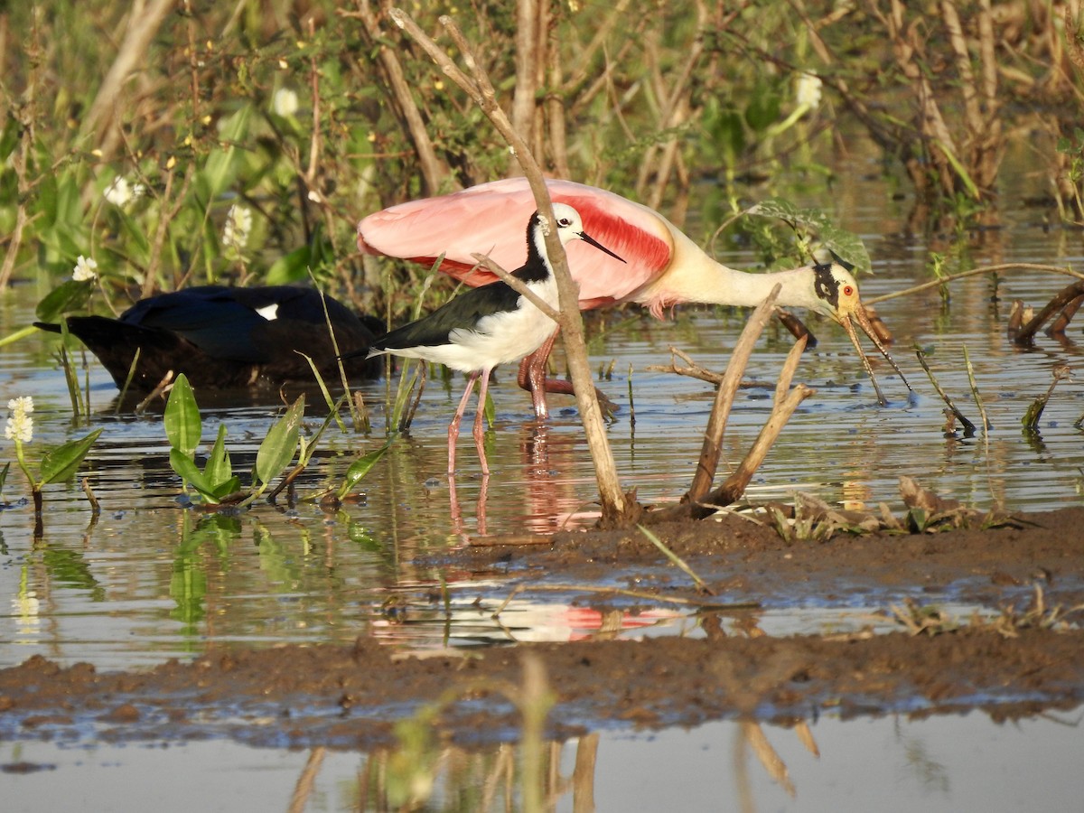 Roseate Spoonbill - Martha Beebe