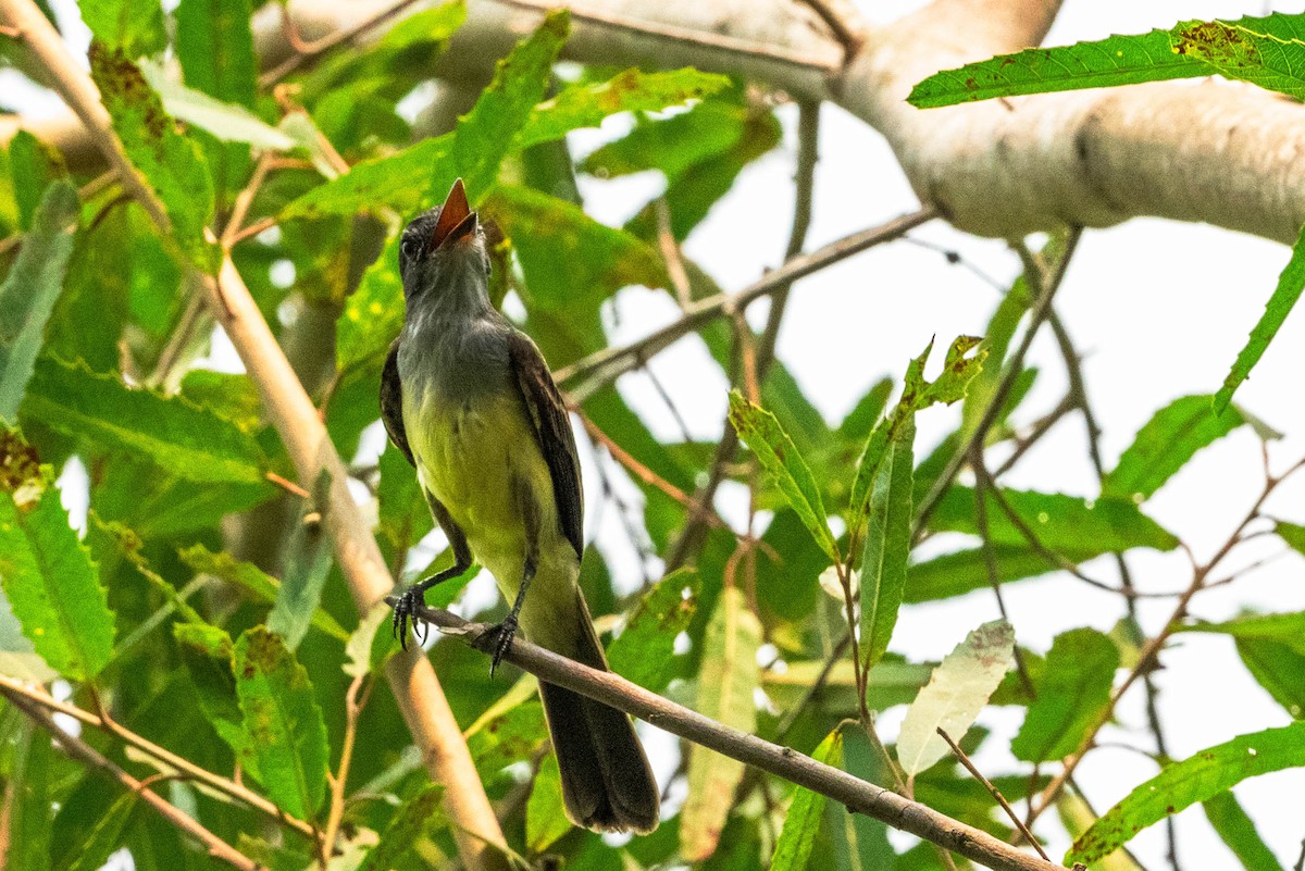 Sulphury Flycatcher - Bartolome Soto