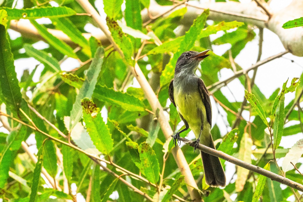 Sulphury Flycatcher - ML623672972